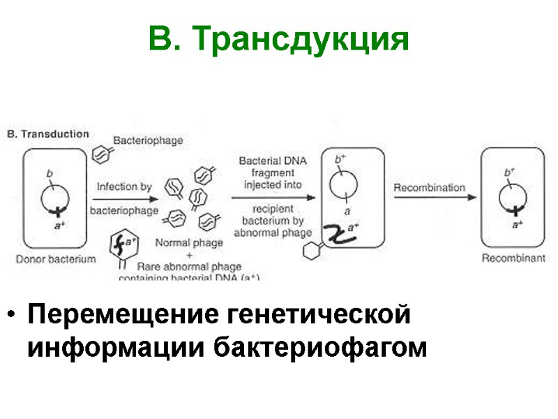 B. Трансдукция Перемещение генетической информации бактериофагом